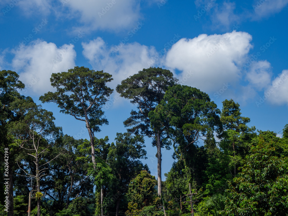 Against the blue sky and multi-colored clouds, crowns of tropical trees. Koh Phangan. Thailand Against the blue sky and multi-colored clouds, crowns of tropical trees. Koh Phangan. Thailand