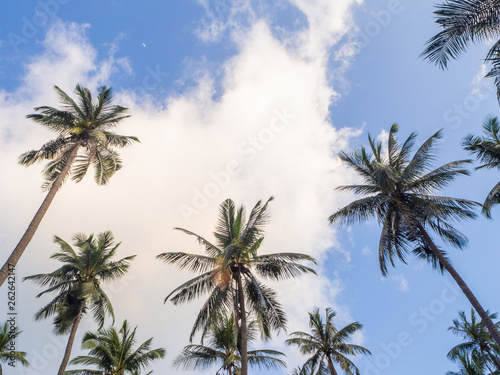 Against the blue sky and multi-colored clouds, crowns of tropical trees. Koh Phangan. Thailand