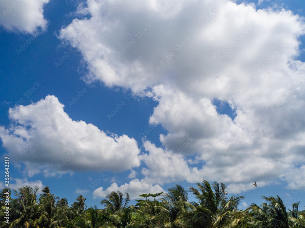 Silhouettes of trees against the blue sky and multi-colored clouds. Koh Phangan. Thailand. Silhouettes of trees against the blue sky and multi-colored clouds. Koh Phangan. Thailand.