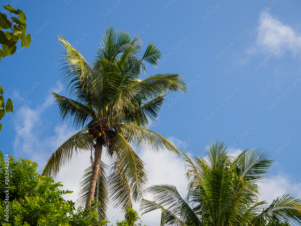 Against the blue sky and multi-colored clouds, crowns of tropical trees. Koh Phangan. Thailand