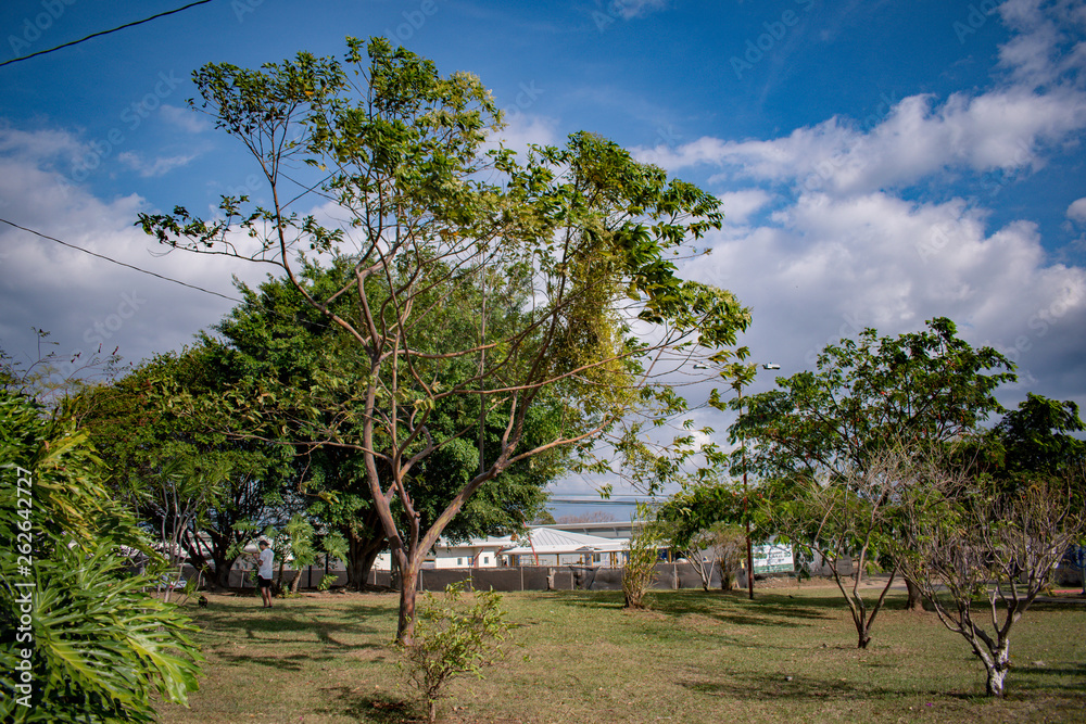 Fototapeta premium Trees and houses