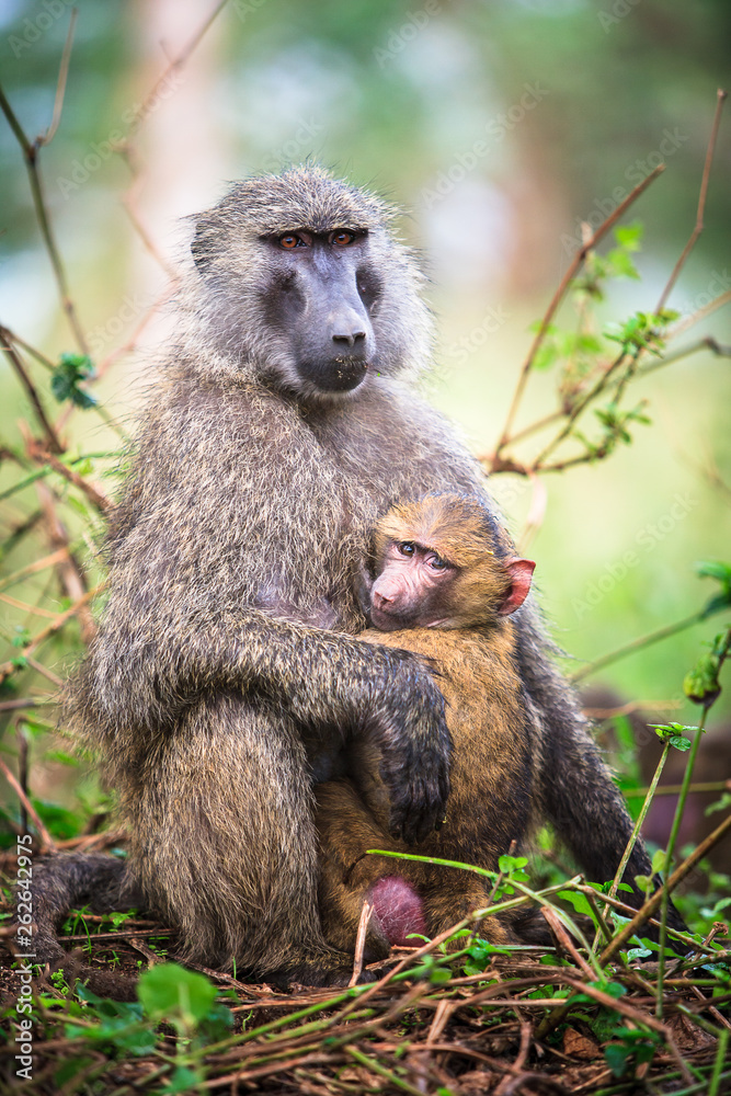 Baboon mother and baby in Lake Nakuru, Kenya Baboon mother and baby in Lake Nakuru, Kenya