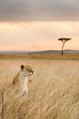 A single female lion looks over the savanna of Massai Mara, Kenya photo