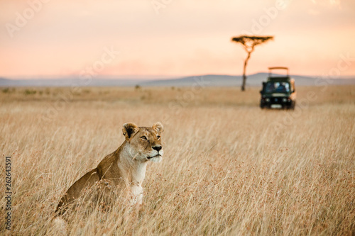 Lioness sitting in savannah, Masai Mara, Kenya photo