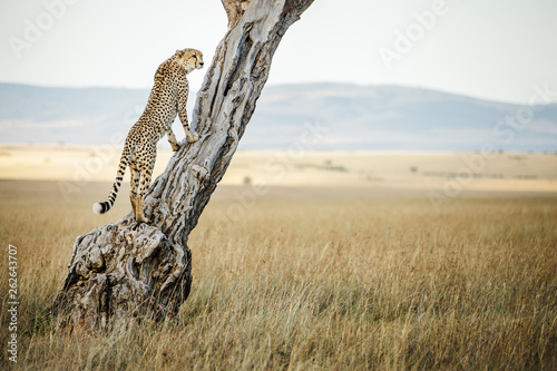 Young male cheetah looks out from tree in Massai Mara, Kenya photo