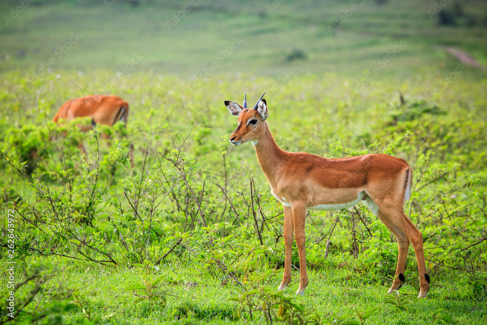 Young Male Impala in the grasslands of Lake Nakuru, Kenya Young Male Impala in the grasslands of Lake Nakuru, Kenya
