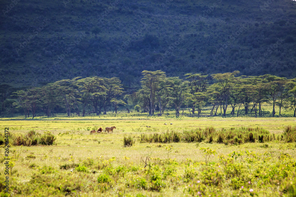 A Pride of Lions in the grasslands of Lake Nakuru, Kenya A Pride of Lions in the grasslands of Lake Nakuru, Kenya