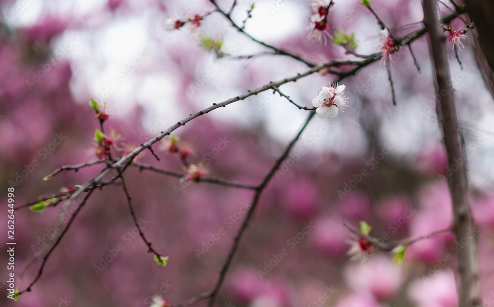 Cherry blossom with the blur flower background. Cherry blossom with the blur flower background.