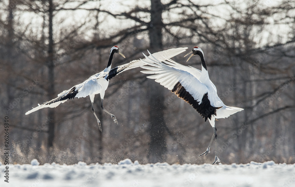 Dancing Cranes. The ritual marriage dance of cranes. The red-crowned crane . Scientific name: Grus japonensis, also called the Japanese crane or Manchurian crane. Dancing Cranes. The ritual marriage dance of cranes. The red-crowned crane . Scientific name: Grus japonensis, also called the Japanese crane or Manchurian crane.