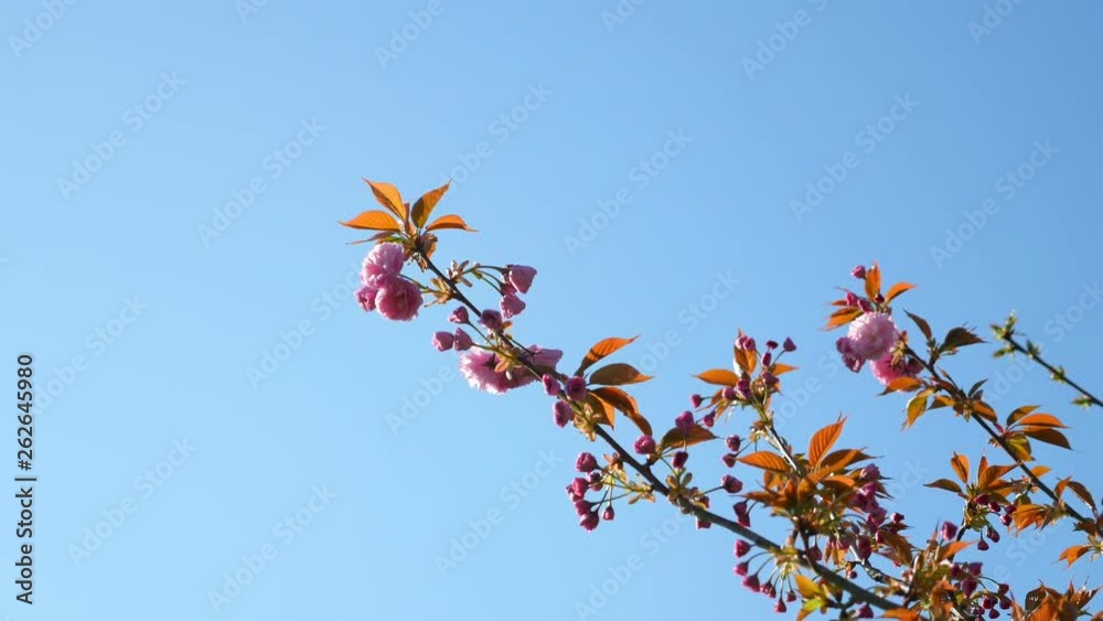 Blooming tree against the blue sky. beautiful flowers on a branch in the spring park Blooming tree against the blue sky. beautiful flowers on a branch in the spring park