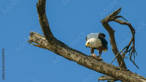 african fish eagle feeding in a tree at lake baringo, kenya