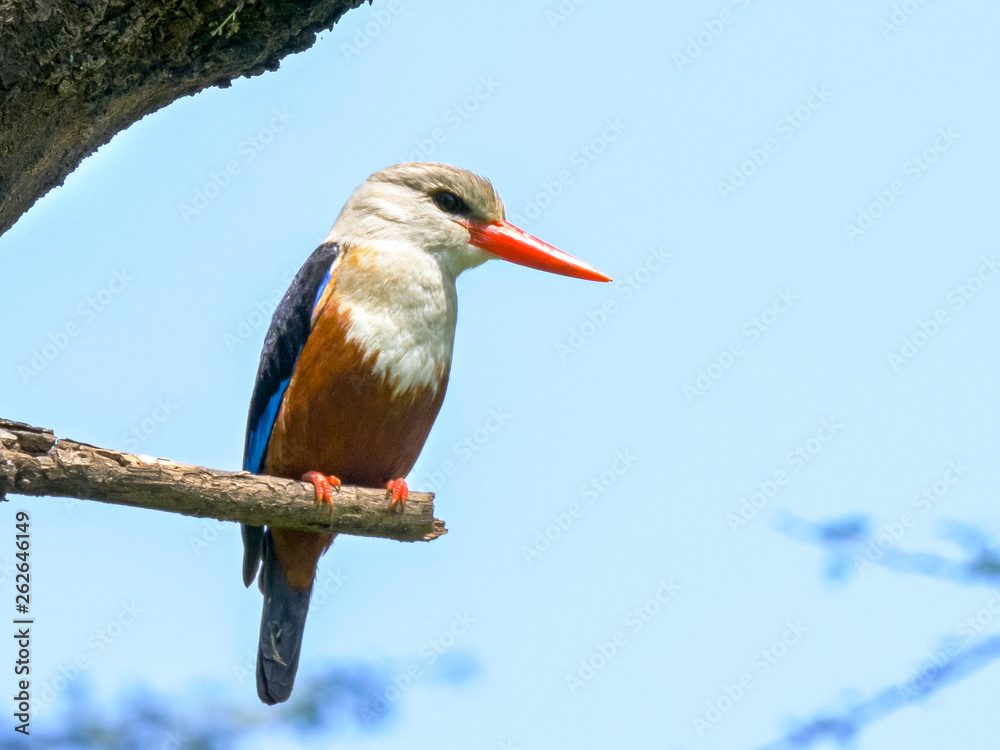 Fototapeta premium perching grey-headed kingfisher at lake bogoria, kenya