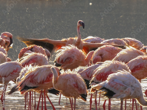 close up of flamingos bathing at lake bogoria  kenya