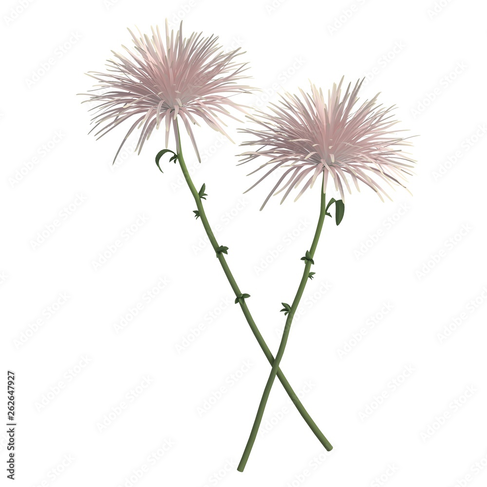 Flowers 3d illustration isolated on the white background