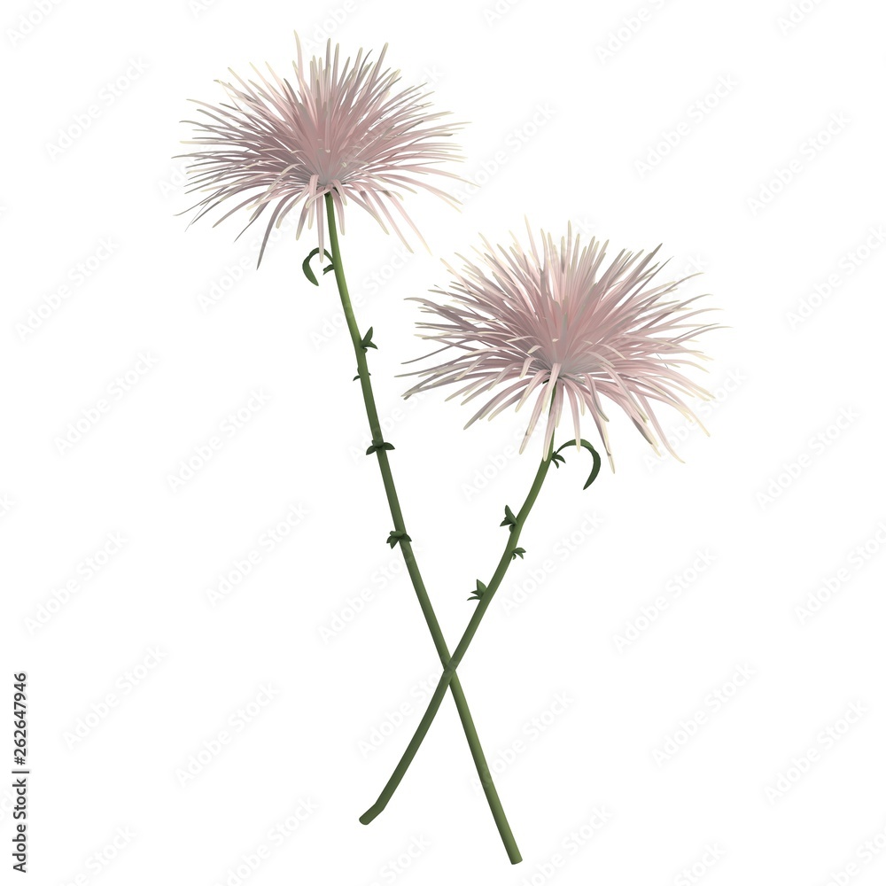 Flowers 3d illustration isolated on the white background