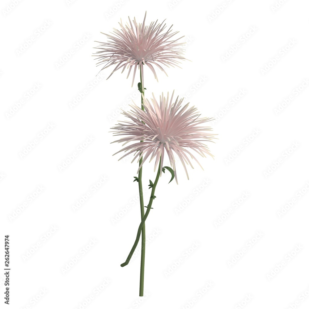 Flowers 3d illustration isolated on the white background