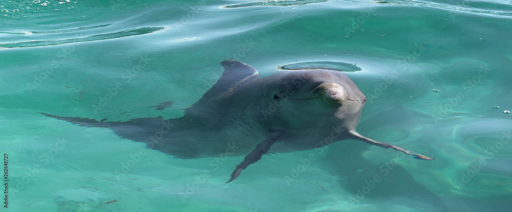 Dolphin in blue water in the sea. Cuba.