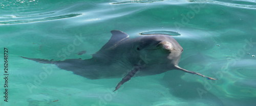 Dolphin in blue water in the sea. Cuba.