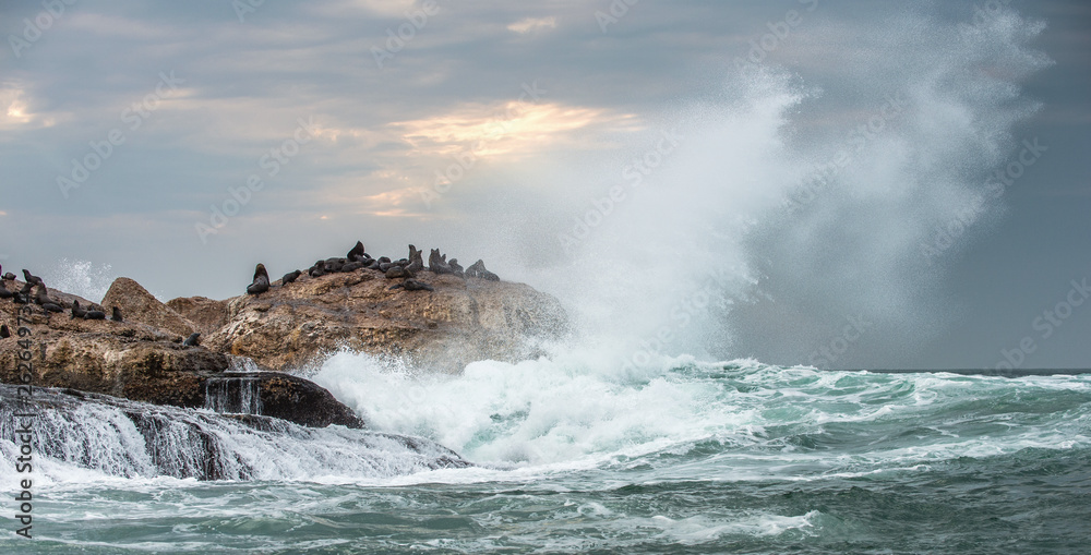 Seascape. The colony of seals on the island. The rays of the sun through the clouds in the dawn sky, the waves breaking on the rocks. False bay. South Africa.
