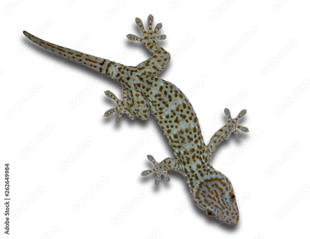 Naklejka premium Gecko na osobnym białym tle