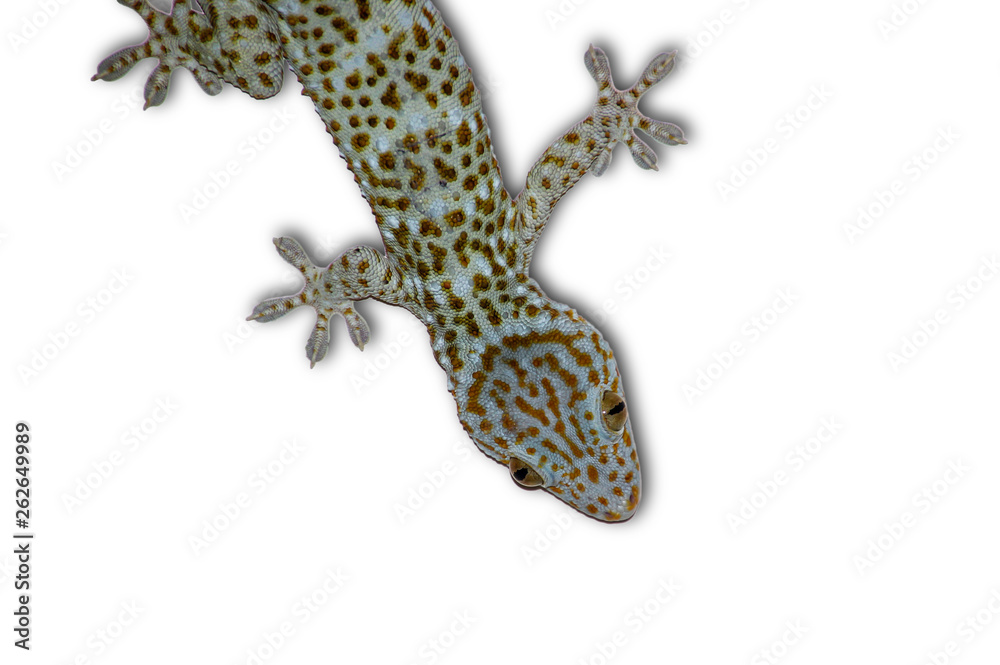Naklejka premium Gecko on a separate white background