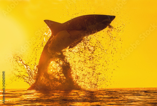 Silhouette of jumping Great White Shark. Red sky of sunrise.  Great White Shark  breaching in attack. Scientific name: Carcharodon carcharias. South Africa.