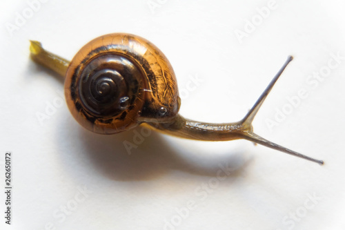 Grove snail or brown-lipped snail, Cepaea nemoralis, in front of white background photo