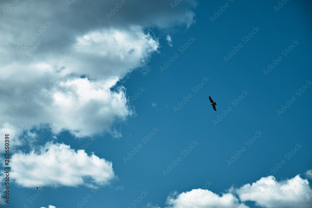 bird in the sky quadcopter drone bird in the sky quadcopter drone