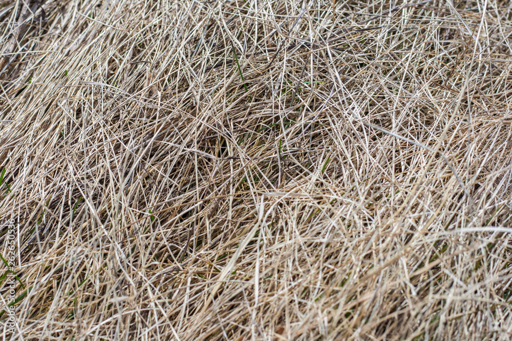 texture of straw. Old dry grass background texture of straw. Old dry grass background