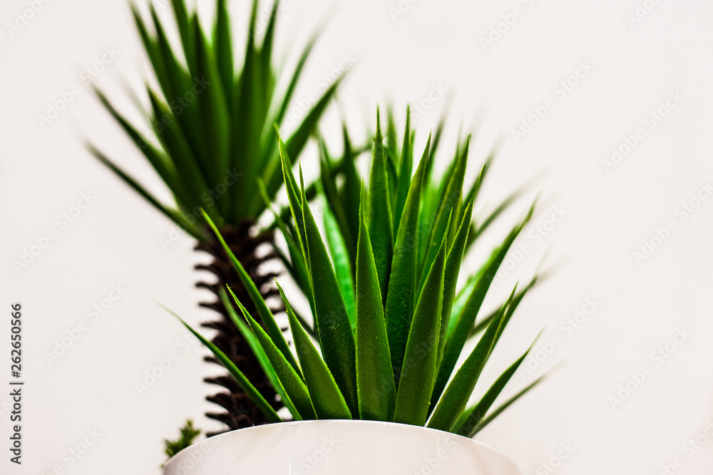 green grass in a pot isolated on white green grass in a pot isolated on white