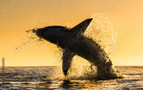 Silhouette of jumping Great White Shark. Red sky of sunrise. Great White Shark breaching in attack. Scientific name: Carcharodon carcharias. South Africa.