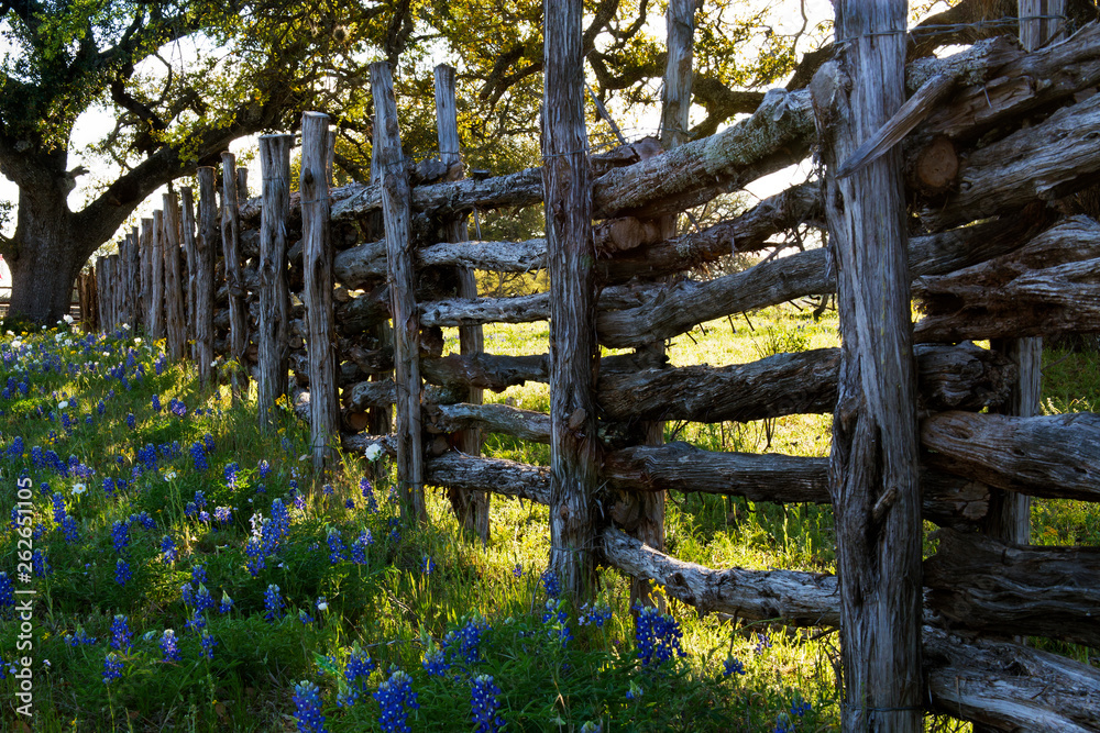 Old Woodon Fence and Bluebonnets on Willow City Loop Road, Texas Old Woodon Fence and Bluebonnets on Willow City Loop Road, Texas