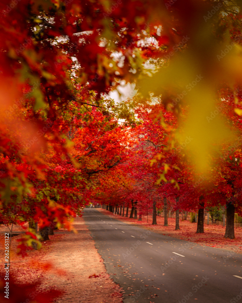 Beautiful Trees in Autumn Lining Streets of Town