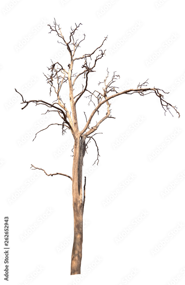 dead tree isolated on white background