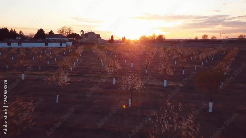 Almond trees with flowers at sunset. Valladolid. Spain.