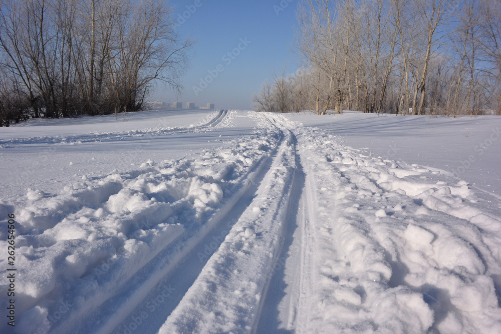 Winter Siberian forest, Omsk region