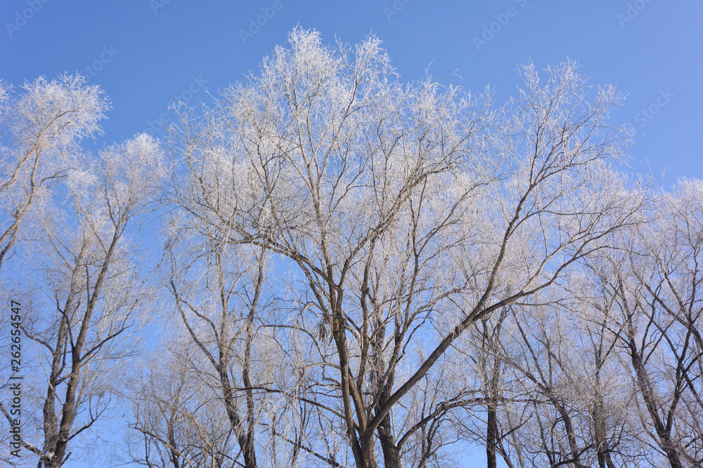 Plants covered with snow, Omsk region, Russia Plants covered with snow, Omsk region, Russia