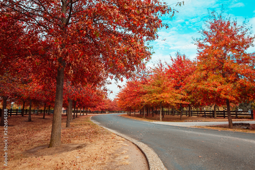 Obraz premium Beautiful Trees in Autumn Lining Streets of Town