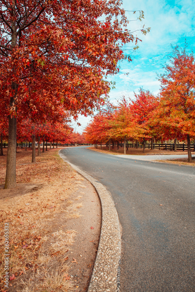 Beautiful Trees in Autumn Lining Streets of Town Beautiful Trees in Autumn Lining Streets of Town