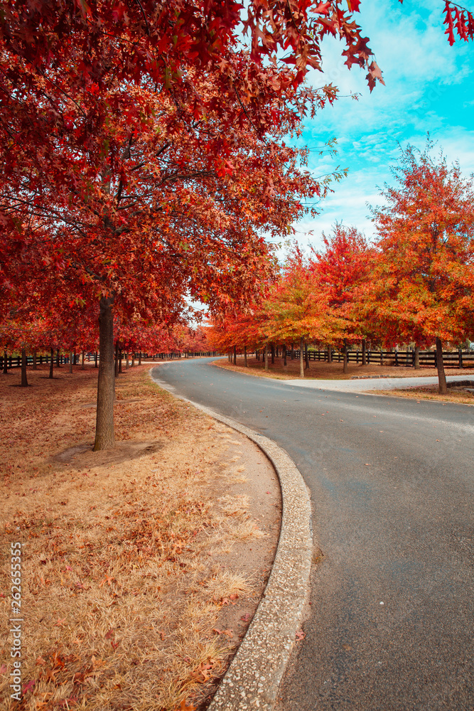 Beautiful Trees in Autumn Lining Streets of Town
