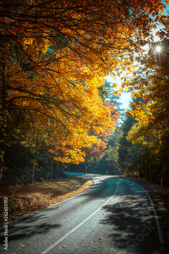 Beautiful Trees in Autumn Lining Streets of Town