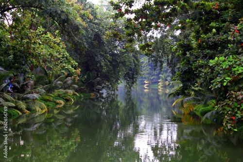 Green forest beside the River in the evening.