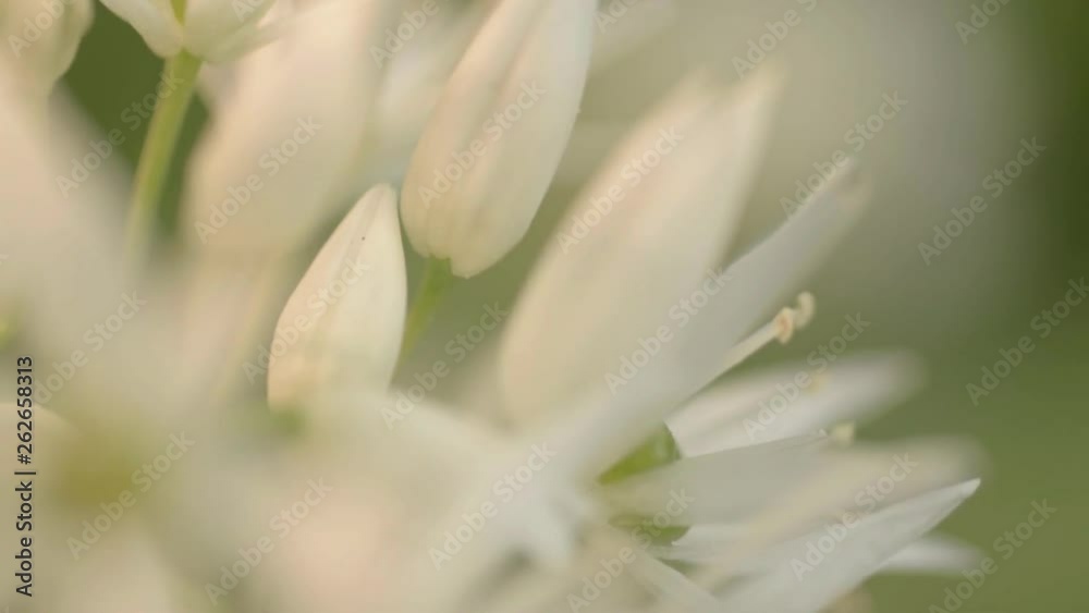 Ramsons white flowers in gentle breeze