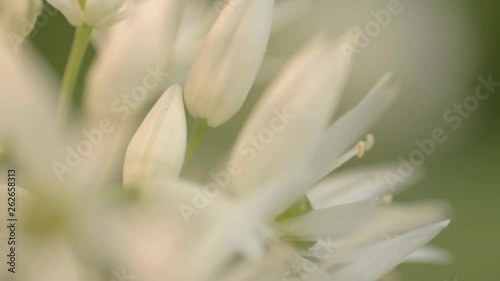 Ramsons white flowers in gentle breeze