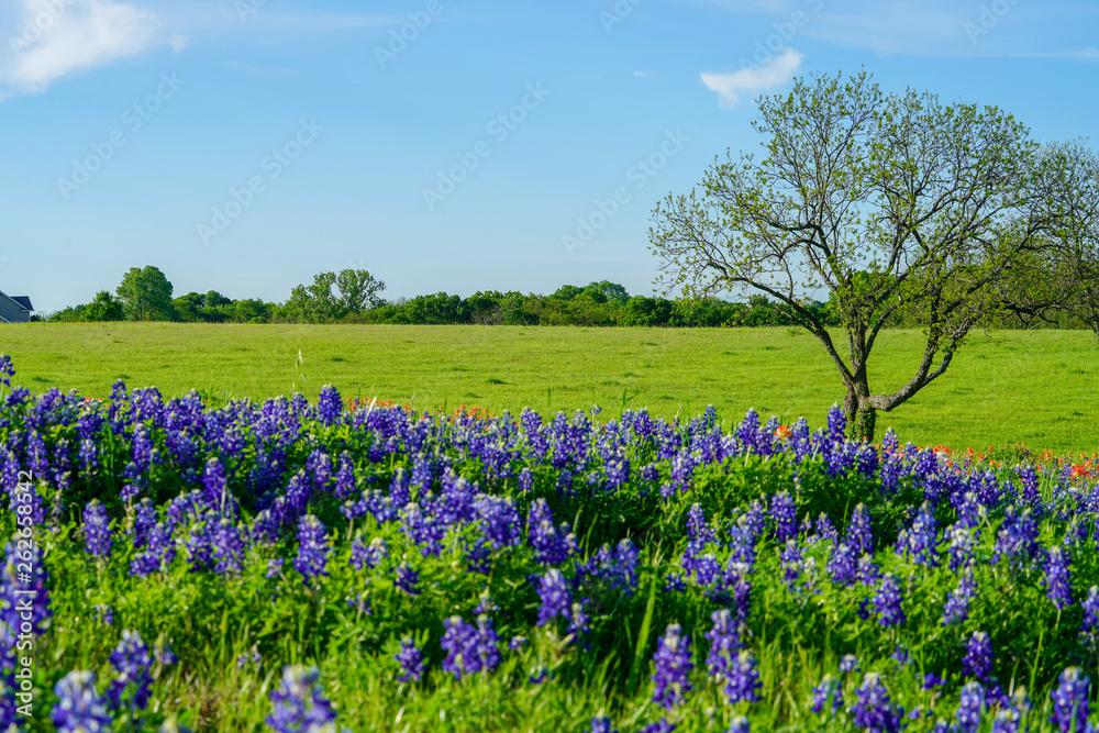 View of blooming bluebonnet wildflowers along countryside with tree near Texas Hill Country View of blooming bluebonnet wildflowers along countryside with tree near Texas Hill Country