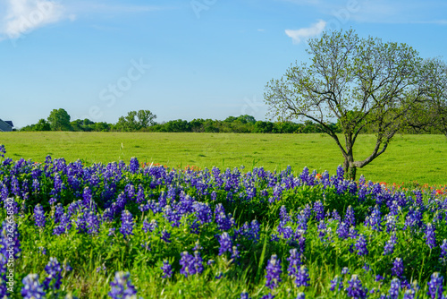 Wallpaper Mural View of blooming bluebonnet wildflowers along countryside with tree near Texas Hill Country Torontodigital.ca