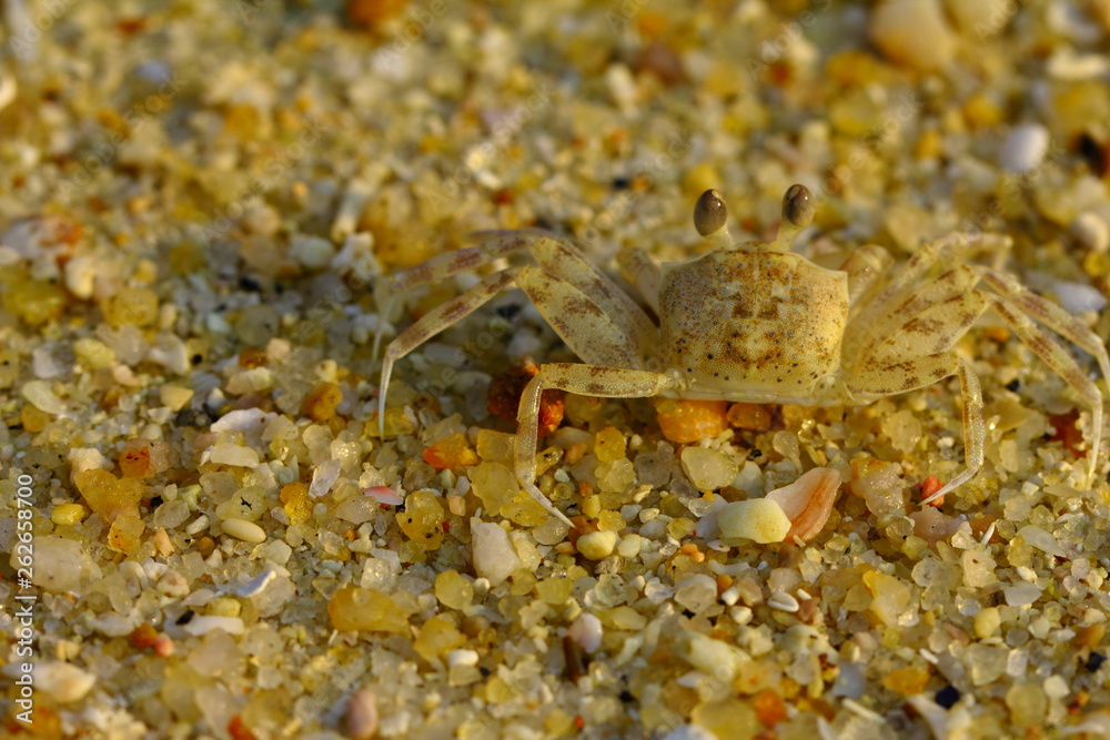 Close-up of small Crab on the Beach