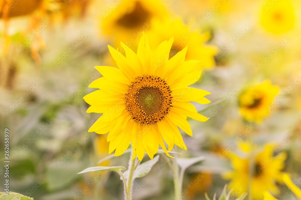 Fototapeta premium Summer background with sunflowers. Field of sunflowers.