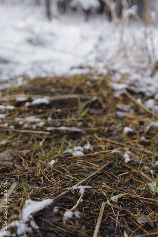 grass in snow