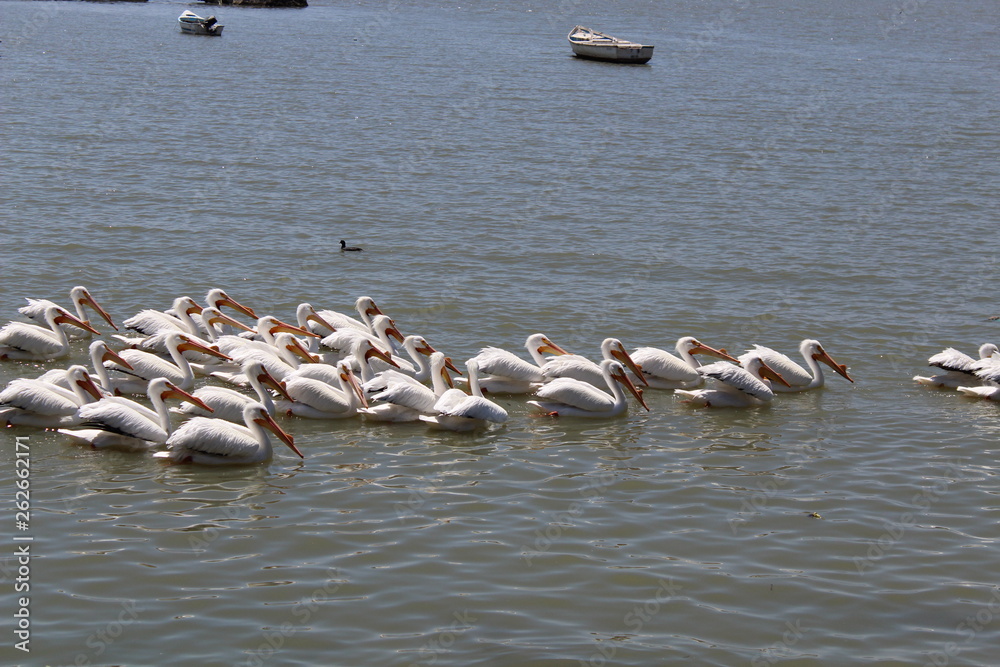 Pelicanos 2